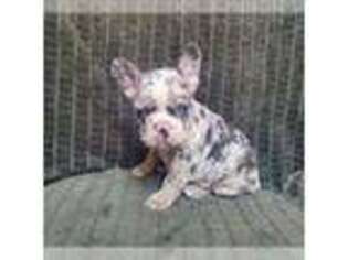 French Bulldog Puppy for sale in San Jose, CA, USA