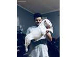 Bull Terrier Puppy for sale in Durham, NC, USA
