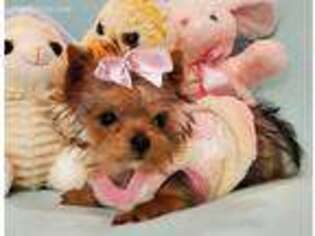 Yorkshire Terrier Puppy for sale in Delhi, IA, USA