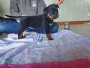 Rottweiler Puppy for sale in New Market, TN, USA