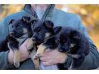 German Shepherd Dog Puppy for sale in Hurley, WI, USA