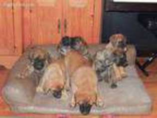 Mastiff Puppy for sale in Lindrith, NM, USA