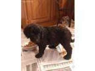 Goldendoodle Puppy for sale in Independence, IA, USA