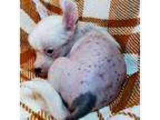 Chinese Crested Puppy for sale in Dresden, OH, USA