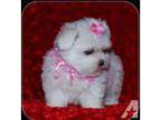 Maltese Puppy for sale in CLEBURNE, TX, USA