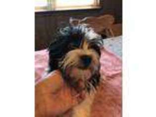 Havanese Puppy for sale in Fortuna, MO, USA