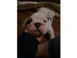 Bulldog Puppy for sale in Searcy, AR, USA