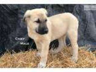 Anatolian Shepherd Puppy for sale in Kansas City, MO, USA