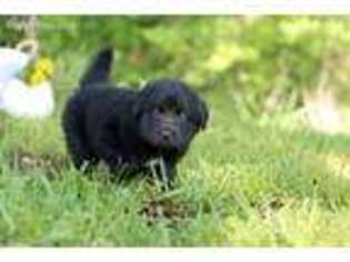 Newfoundland Puppy for sale in Rogers, AR, USA