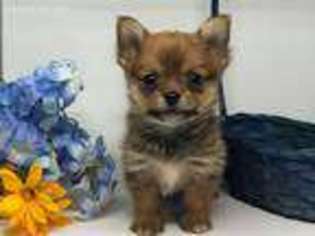 Mutt Puppy for sale in Prescott Valley, AZ, USA