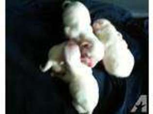 Maltese Puppy for sale in ROSEVILLE, CA, USA