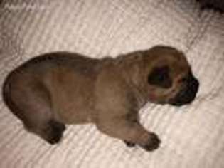 Bullmastiff Puppy for sale in Surprise, AZ, USA