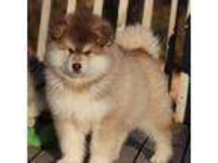 Alaskan Malamute Puppy for sale in Dixon, MO, USA