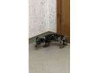 Dachshund Puppy for sale in Islandton, SC, USA