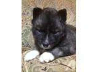 Siberian Husky Puppy for sale in UNION GROVE, NC, USA