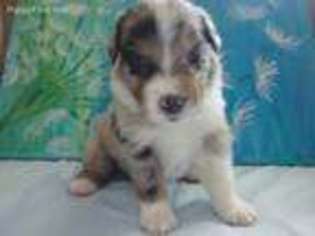 Australian Shepherd Puppy for sale in Milton, FL, USA