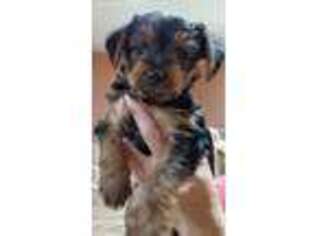 Yorkshire Terrier Puppy for sale in Levittown, PA, USA