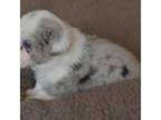 Cardigan Welsh Corgi Puppy for sale in Trinity, AL, USA