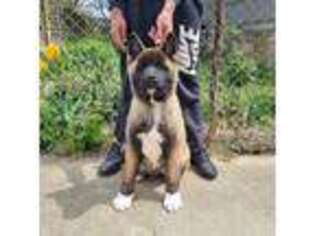 Akita Puppy for sale in West Hollywood, CA, USA