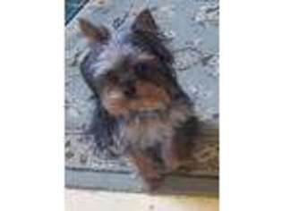 Yorkshire Terrier Puppy for sale in Newark, OH, USA