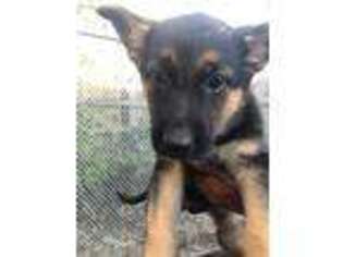 German Shepherd Dog Puppy for sale in Cleveland, OH, USA