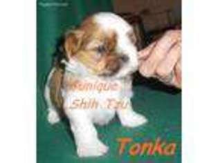 Mutt Puppy for sale in Clinton, IN, USA