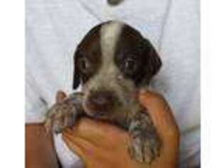 German Shorthaired Pointer Puppy for sale in Stewartville, MN, USA