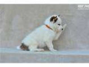 Siberian Husky Puppy for sale in Saint Joseph, MO, USA