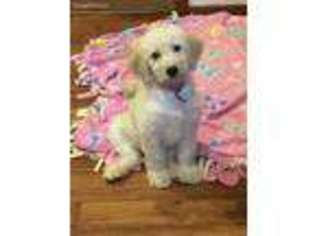 Labradoodle Puppy for sale in Tomales, CA, USA
