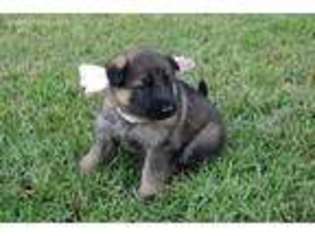 German Shepherd Dog Puppy for sale in Covington, GA, USA