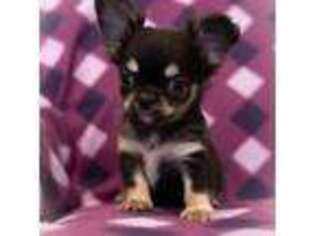 Chihuahua Puppy for sale in Saint Louis, MO, USA