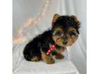 Yorkshire Terrier Puppy for sale in Houston, TX, USA