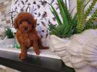 Mutt Puppy for sale in Deming, WA, USA