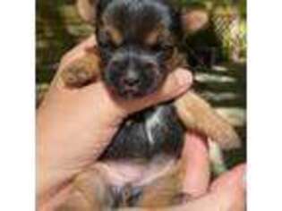 Yorkshire Terrier Puppy for sale in Hardeeville, SC, USA