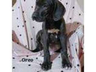 Great Dane Puppy for sale in Southington, CT, USA