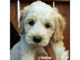 Australian Labradoodle Puppy for sale in FREMONT, CA, USA