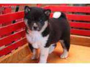 Shiba Inu Puppy for sale in Narvon, PA, USA