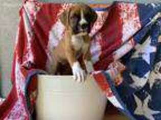 Boxer Puppy for sale in Fresno, CA, USA