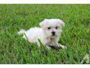 Maltese Puppy for sale in ODESSA, FL, USA