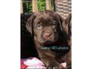 Labrador Retriever Puppy for sale in Oakland, NJ, USA