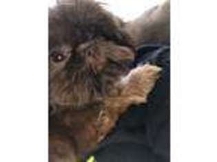 Mutt Puppy for sale in Oak Grove, KY, USA