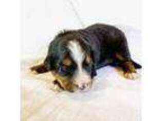Bernese Mountain Dog Puppy for sale in Sedalia, CO, USA