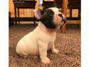 French Bulldog Puppy for sale in Waco, TX, USA