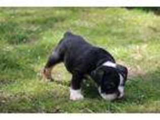 Bulldog Puppy for sale in Pontiac, MI, USA