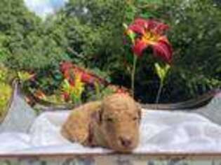 Goldendoodle Puppy for sale in Lansing, NC, USA