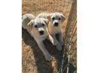 Labrador Retriever Puppy for sale in Lubbock, TX, USA