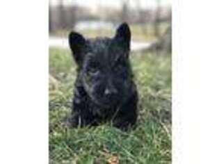 Scottish Terrier Puppy for sale in Mansfield, MO, USA