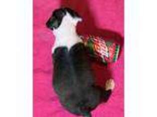 Boston Terrier Puppy for sale in Mountain Center, CA, USA