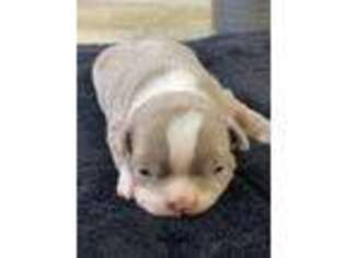 Boston Terrier Puppy for sale in Quarryville, PA, USA