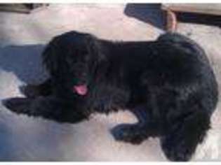 Newfoundland Puppy for sale in MANSFIELD, OH, USA